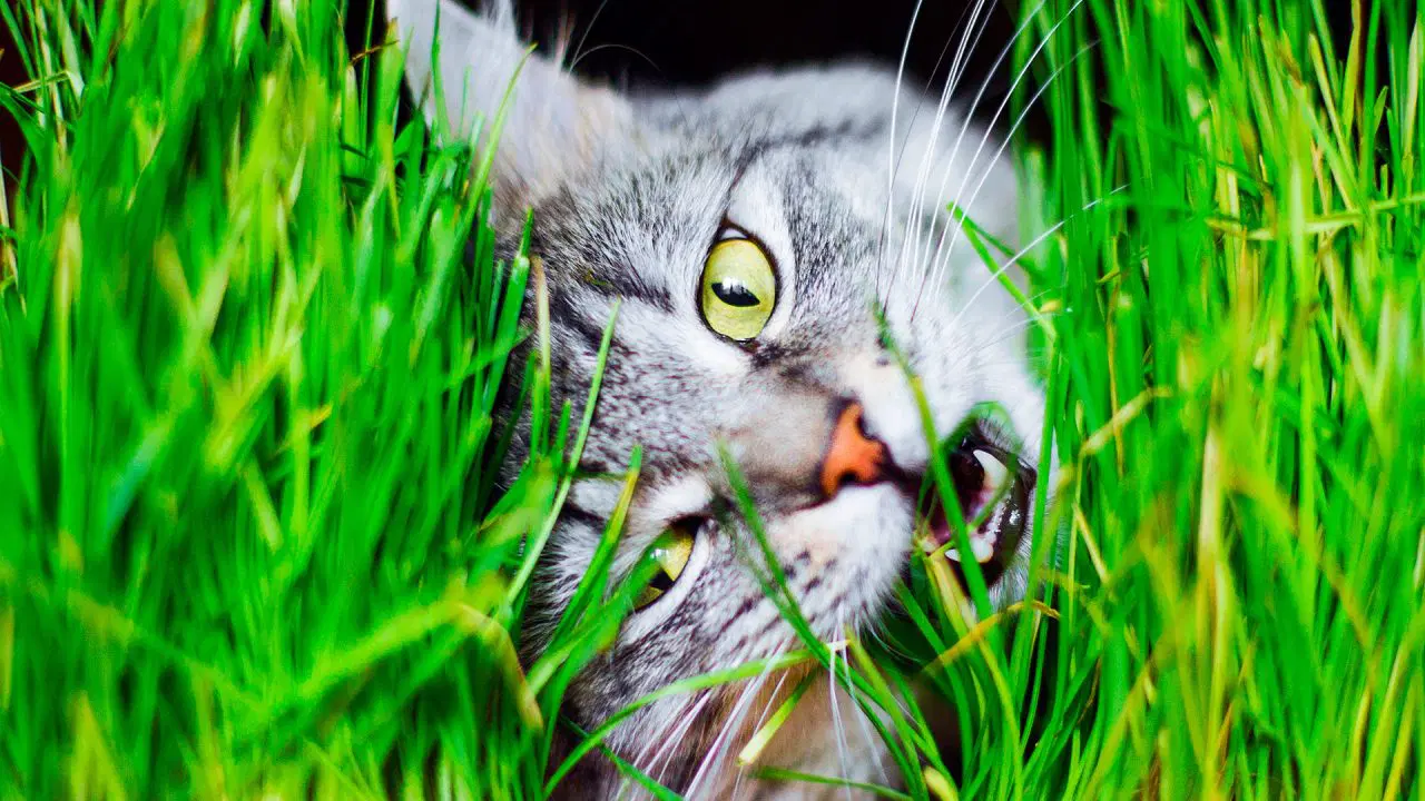 image preview(placeholder)